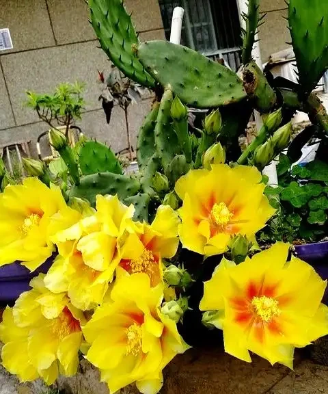 仙人掌施什麼肥?3種肥料讓它長得壯,開花多!