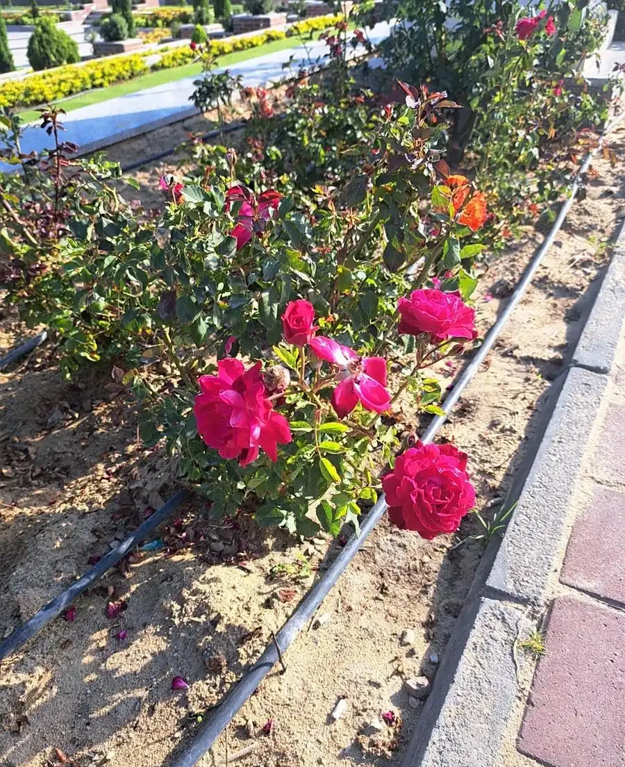 玫瑰花生病了用什麼藥好