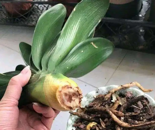 君子蘭腐根怎麼處理?拯救君子蘭從腐根危機到生機煥發