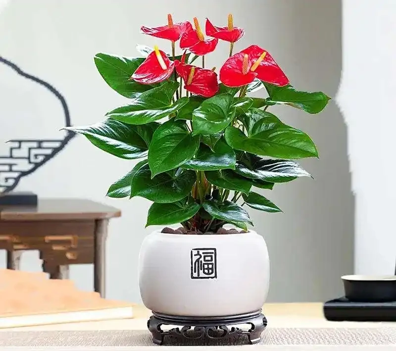 火鶴花花養殖方法和注意事項,從新手到高手的進階秘籍