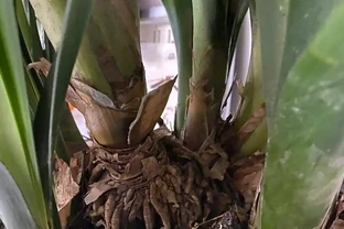 君子蘭腐根怎麼處理？拯救君子蘭從腐根危機到生機煥發