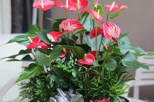 火鶴花花養殖方法和注意事項，從新手到高手的進階秘籍