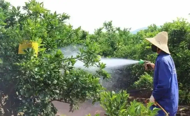 桔子樹上肥料的最佳時間?按生長階段施肥,豐產優質有保障