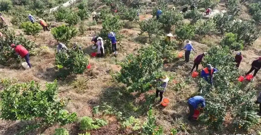 桔子樹上肥料的最佳時間?按生長階段施肥,豐產優質有保障