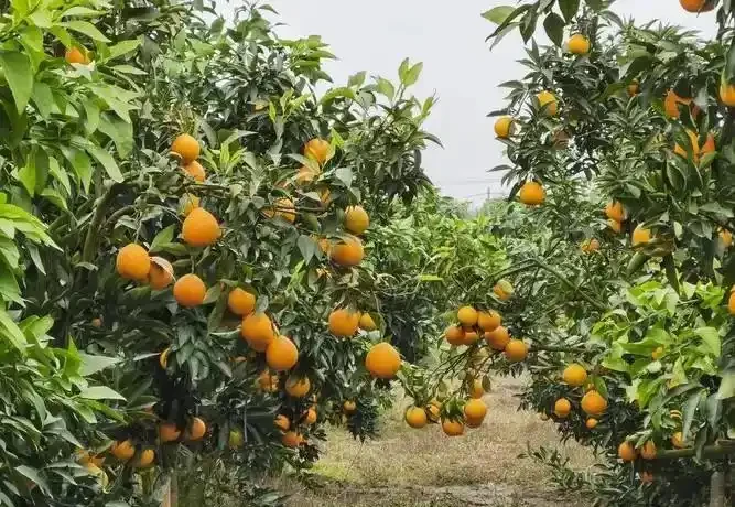 桔子樹上肥料的最佳時間?按生長階段施肥,豐產優質有保障