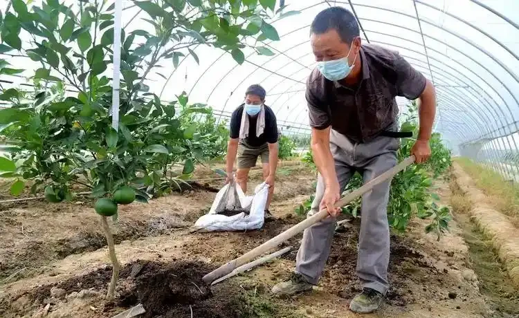 桔子樹上肥料的最佳時間?按生長階段施肥,豐產優質有保障
