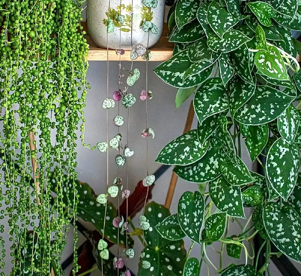 10種「耐陰花」,最適合客廳養,想養花的別錯過