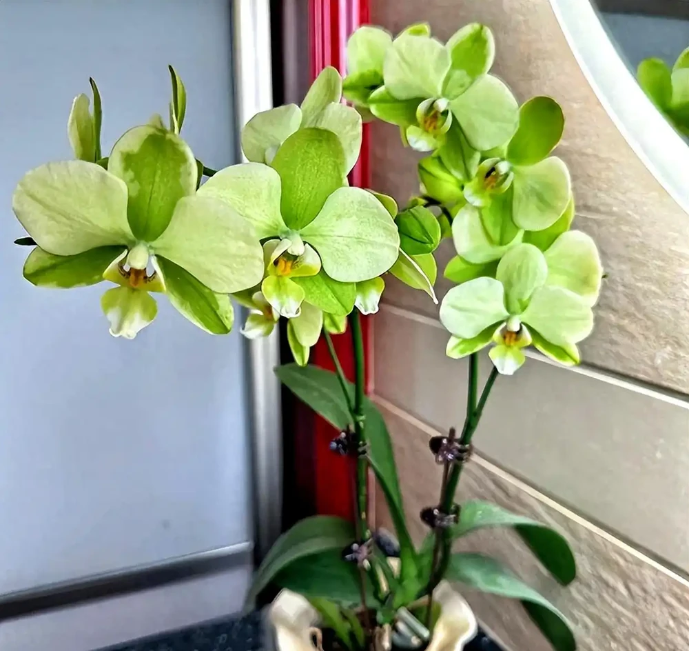 10種「耐陰花」,最適合客廳養,想養花的別錯過
