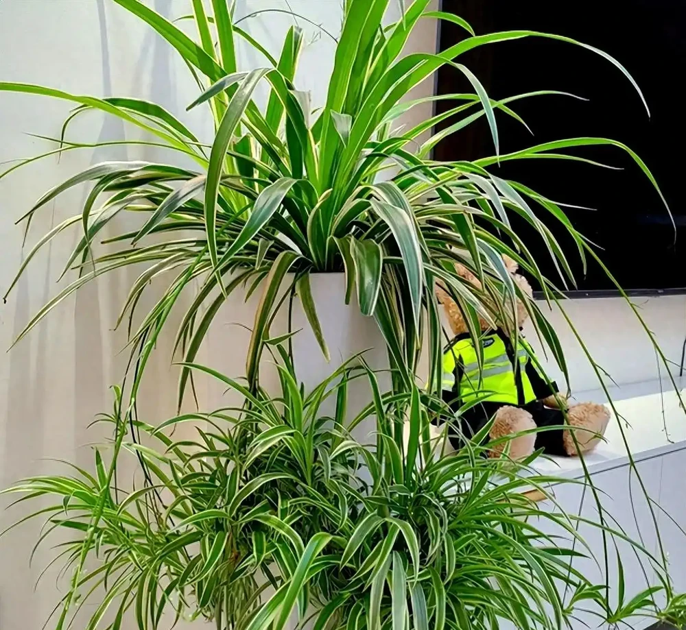 10種「耐陰花」,最適合客廳養,想養花的別錯過