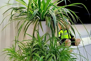 10種「耐陰花」，最適合客廳養，想養花的別錯過