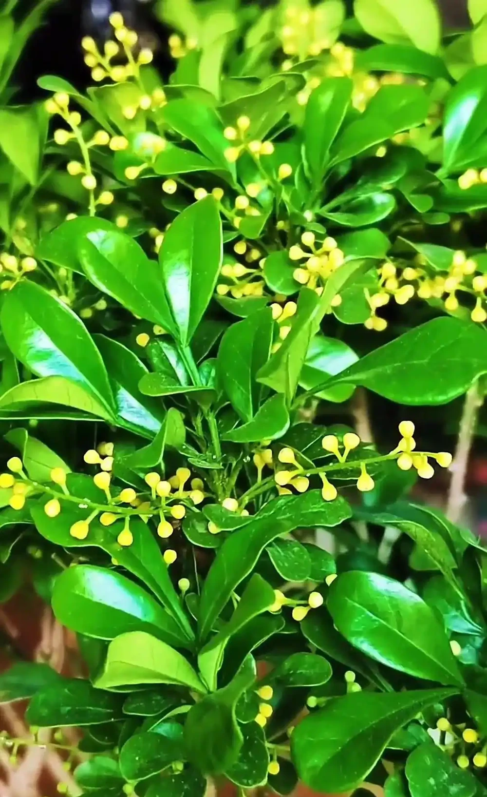 新手小白試試這8種花，省心好打理，花香濃郁久不散
