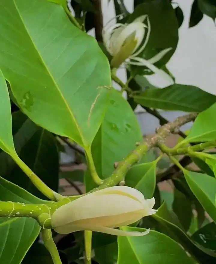 新手小白試試這8種花，省心好打理，花香濃郁久不散