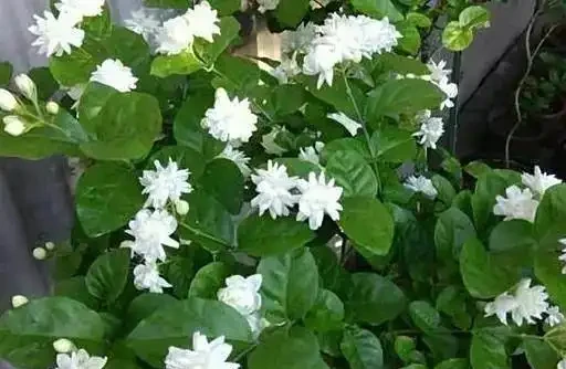 新手小白試試這8種花，省心好打理，花香濃郁久不散