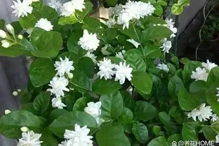 新手小白試試這8種花，省心好打理，花香濃郁久不散
