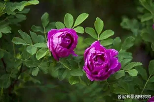 玫瑰花喜陰還是喜陽