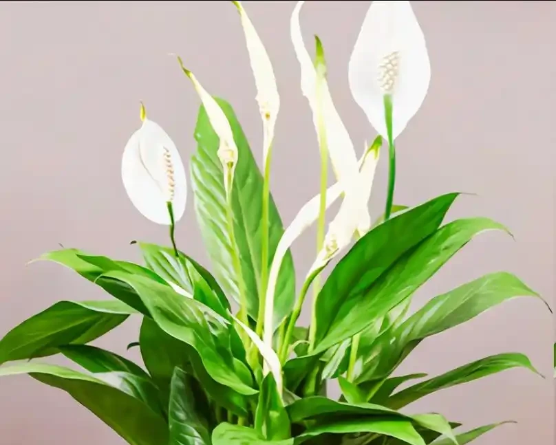 白鶴芋葉子下垂髮軟怎麼補救?主要是5個原因,對症解決!