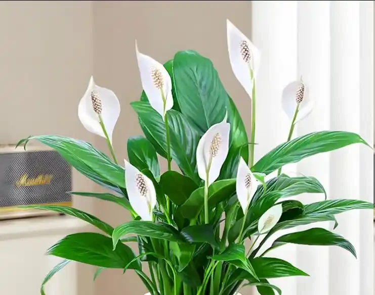 白鶴芋葉子下垂髮軟怎麼補救?主要是5個原因,對症解決!