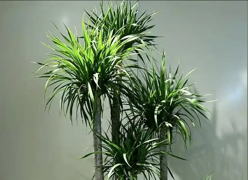 龍血樹葉子尖發黃乾枯?主要是3個原因,及時調整,快速恢復挺拔!