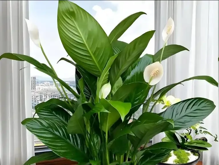 白鶴芋葉子下垂髮軟怎麼補救?主要是5個原因,對症解決!