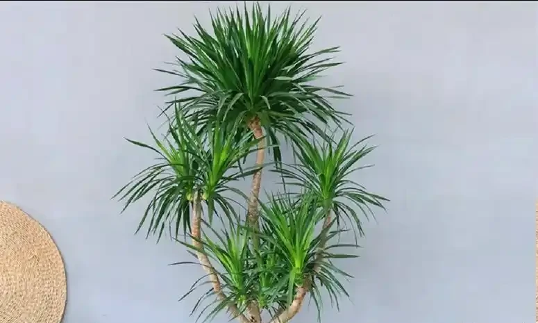龍血樹葉子尖發黃乾枯?主要是3個原因,及時調整,快速恢復挺拔!