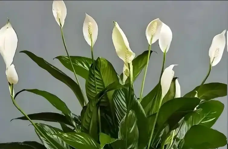 白鶴芋葉子下垂髮軟怎麼補救?主要是5個原因,對症解決!