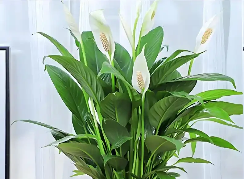 白鶴芋葉子下垂髮軟怎麼補救?主要是5個原因,對症解決!
