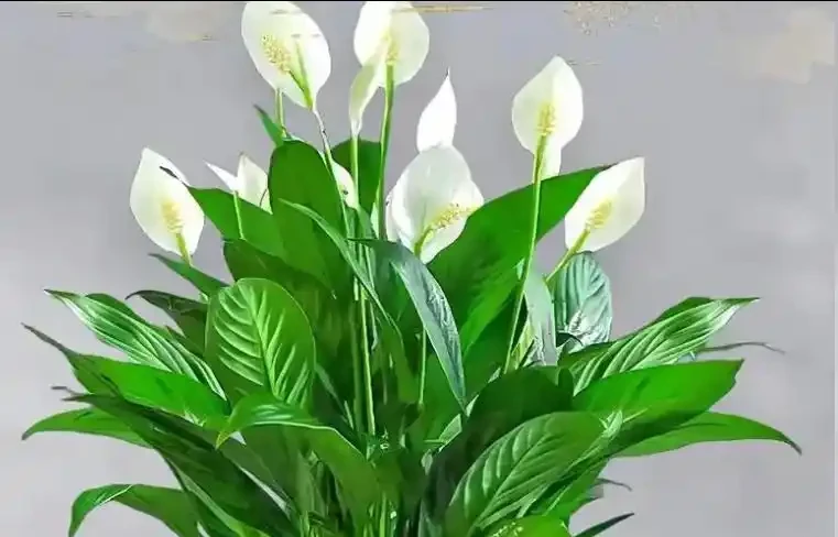 白鶴芋葉子下垂髮軟怎麼補救?主要是5個原因,對症解決!