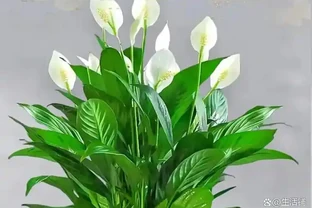 白鶴芋葉子下垂髮軟怎麼補救？主要是5個原因，對症解決！