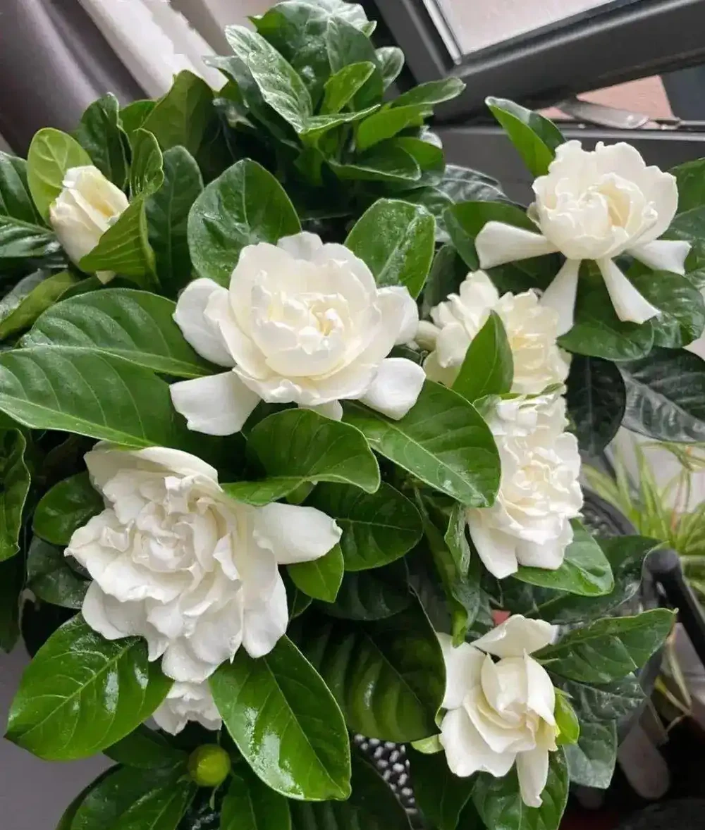 新手養花必看!這8種香花皮實好養,滿屋飄香不是夢