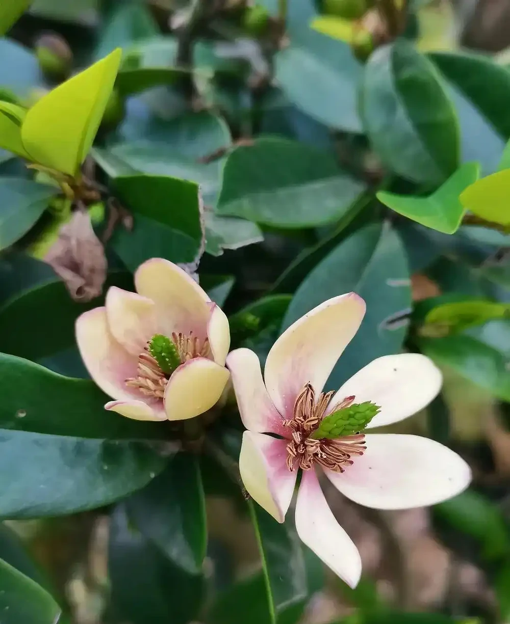 新手養花必看!這8種香花皮實好養,滿屋飄香不是夢