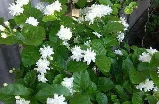 新手養花必看!這8種香花皮實好養,滿屋飄香不是夢