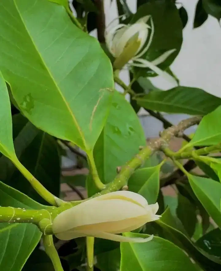 新手養花必看!這8種香花皮實好養,滿屋飄香不是夢