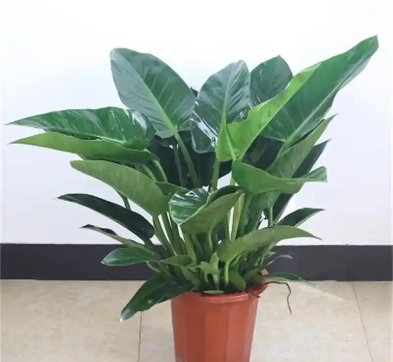 金鑽綠植養殖方法,新手也能輕鬆上手!