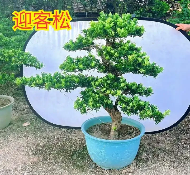 金鑽綠植養殖方法,新手也能輕鬆上手!