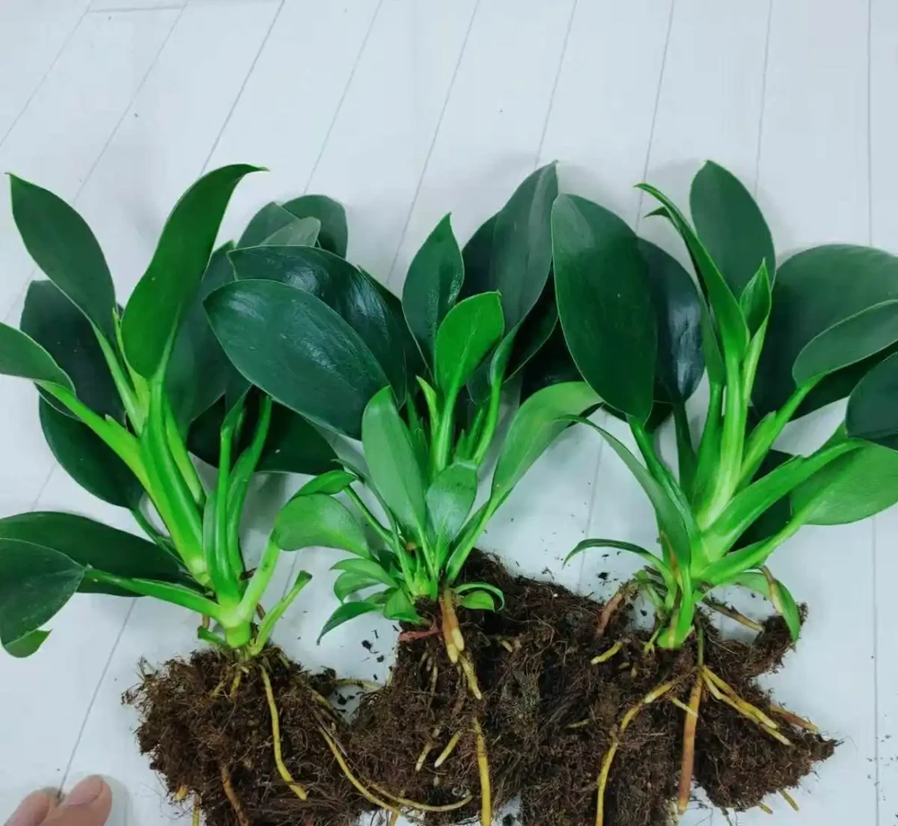 金鑽綠植養殖方法,新手也能輕鬆上手!