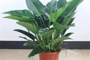 金鑽綠植養殖方法，新手也能輕鬆上手！