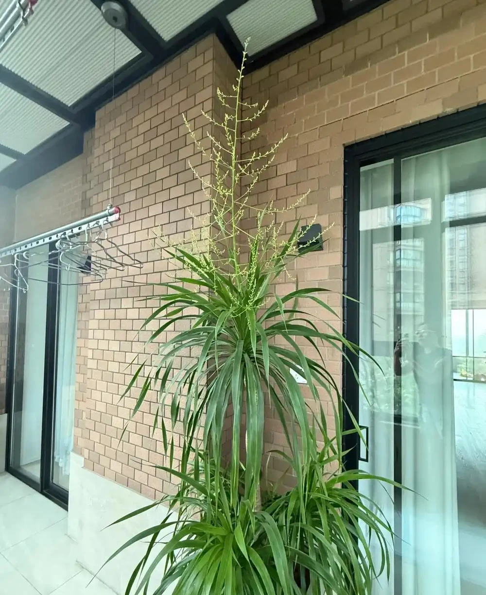 河南一太太因「龍血樹開花」引圍觀,怪美的,網友:花開富貴,好兆頭