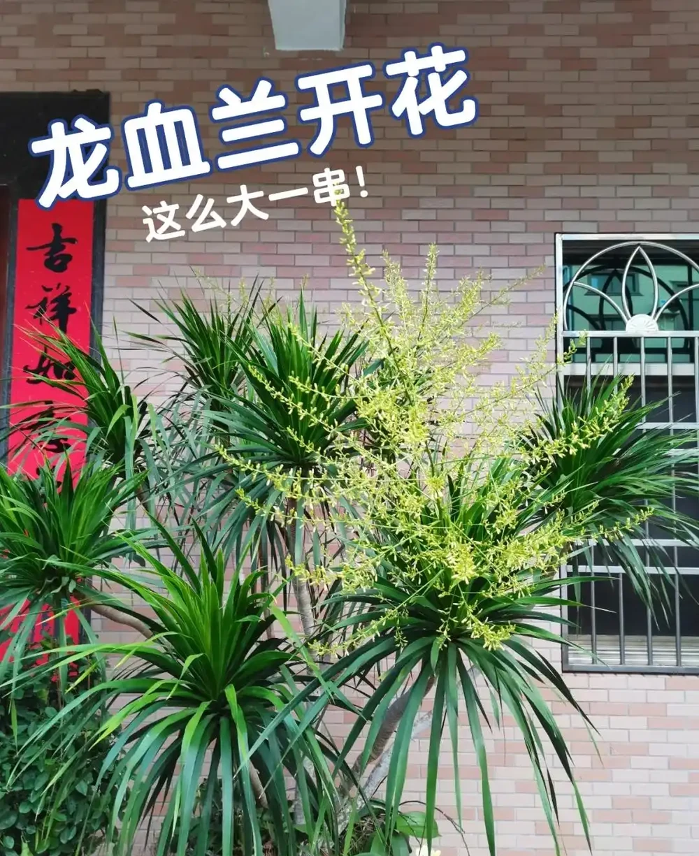 河南一太太因「龍血樹開花」引圍觀,怪美的,網友:花開富貴,好兆頭