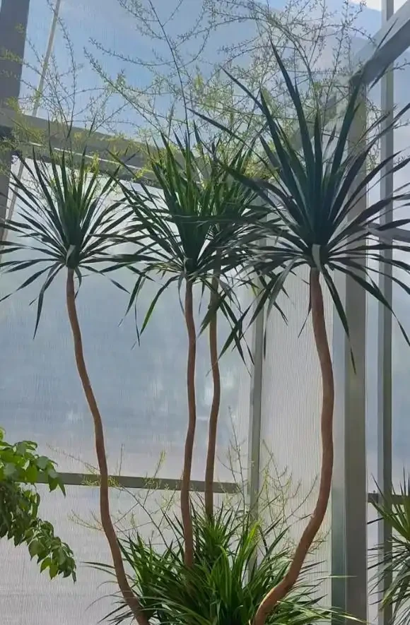 河南一太太因「龍血樹開花」引圍觀,怪美的,網友:花開富貴,好兆頭