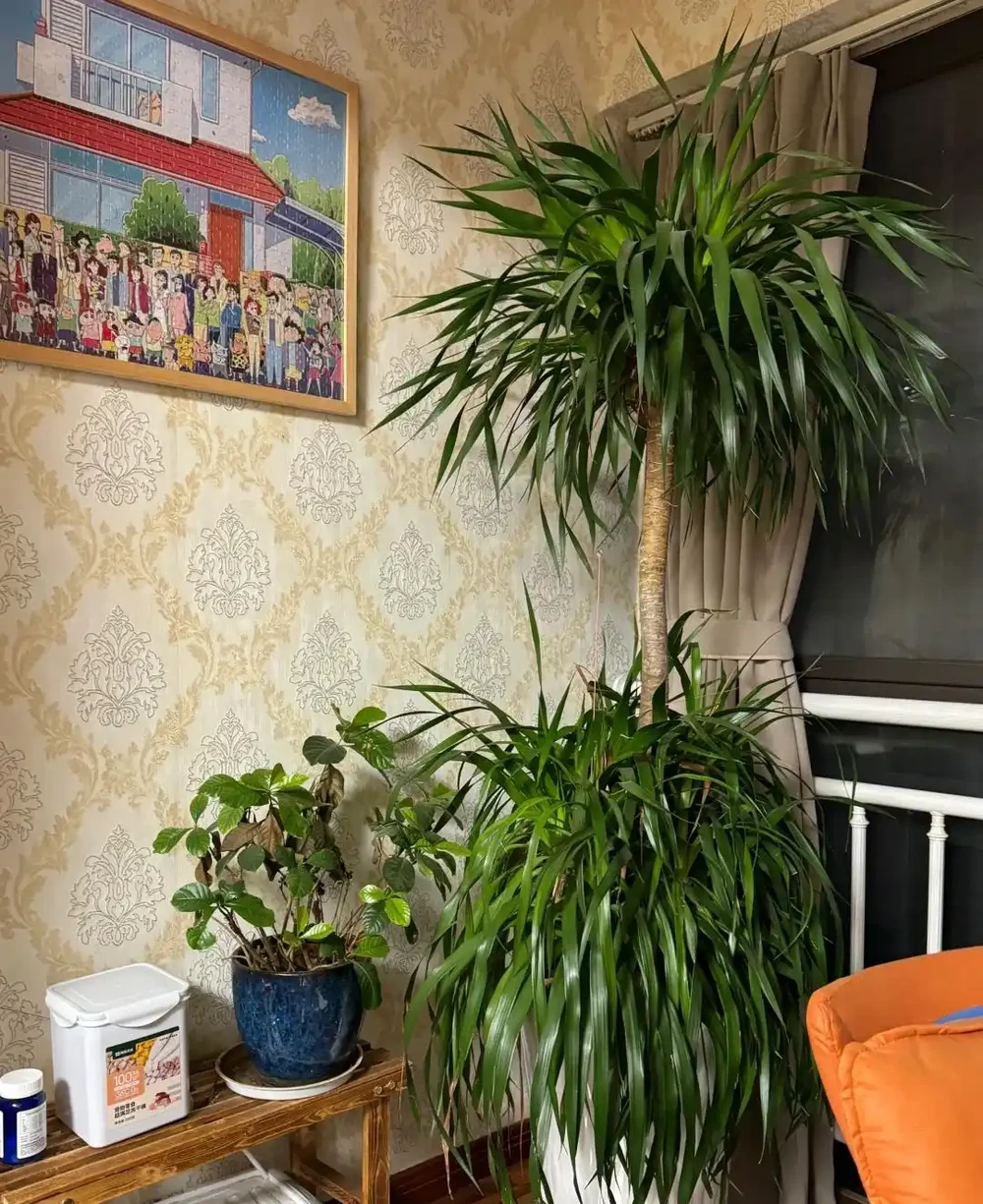 河南一太太因「龍血樹開花」引圍觀,怪美的,網友:花開富貴,好兆頭