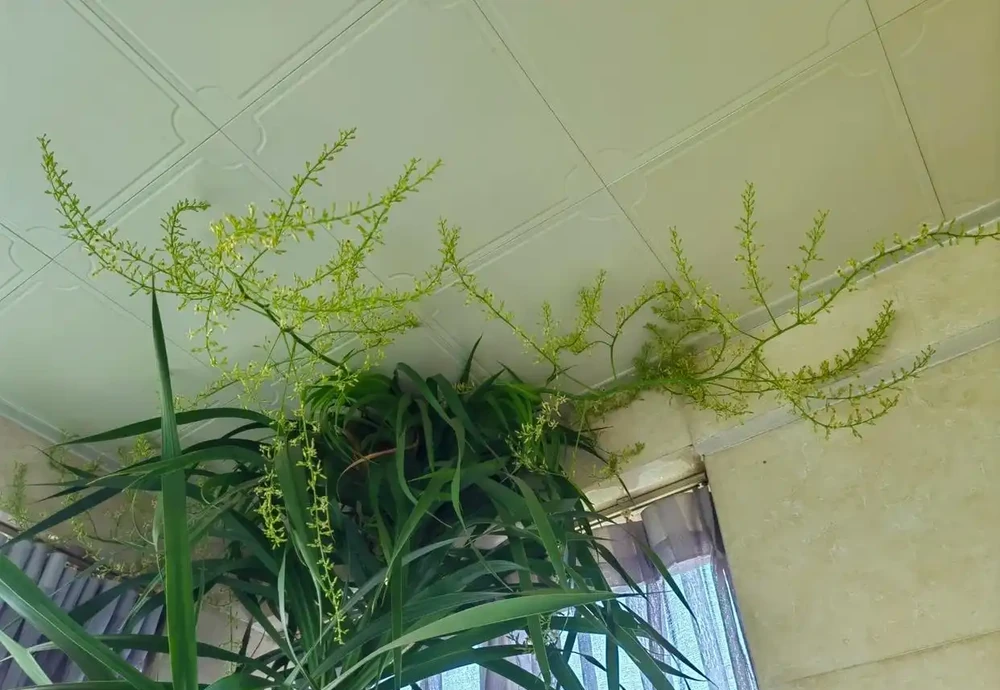 河南一太太因「龍血樹開花」引圍觀,怪美的,網友:花開富貴,好兆頭