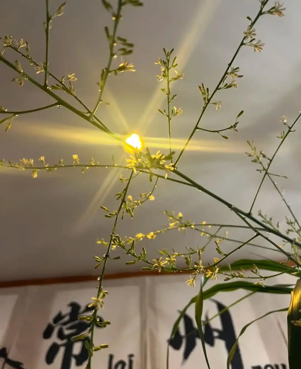 河南一太太因「龍血樹開花」引圍觀,怪美的,網友:花開富貴,好兆頭