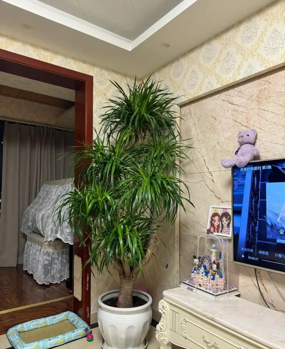 河南一太太因「龍血樹開花」引圍觀,怪美的,網友:花開富貴,好兆頭