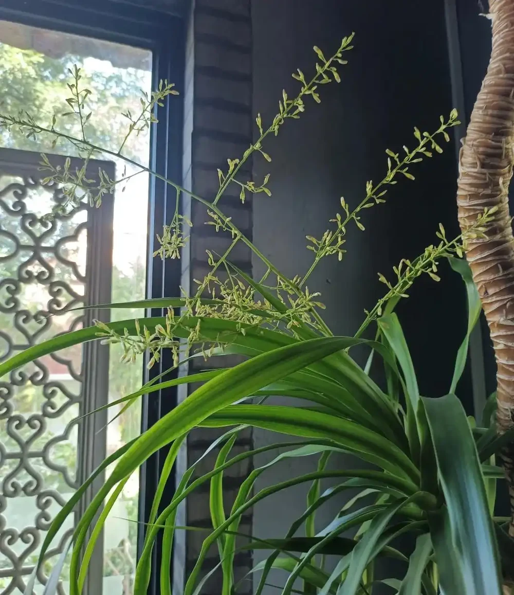 河南一太太因「龍血樹開花」引圍觀,怪美的,網友:花開富貴,好兆頭