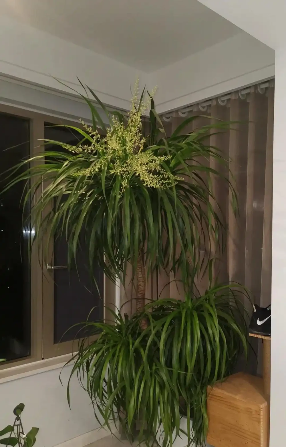 河南一太太因「龍血樹開花」引圍觀,怪美的,網友:花開富貴,好兆頭