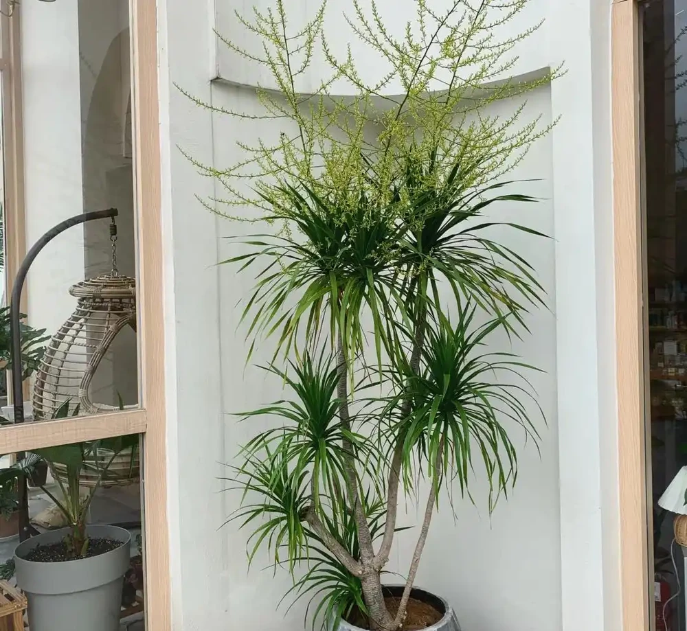 河南一太太因「龍血樹開花」引圍觀,怪美的,網友:花開富貴,好兆頭