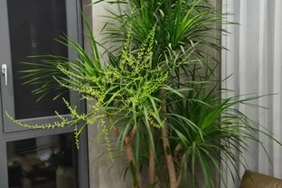 河南一太太因「龍血樹開花」引圍觀，怪美的，網友：花開富貴，好兆頭