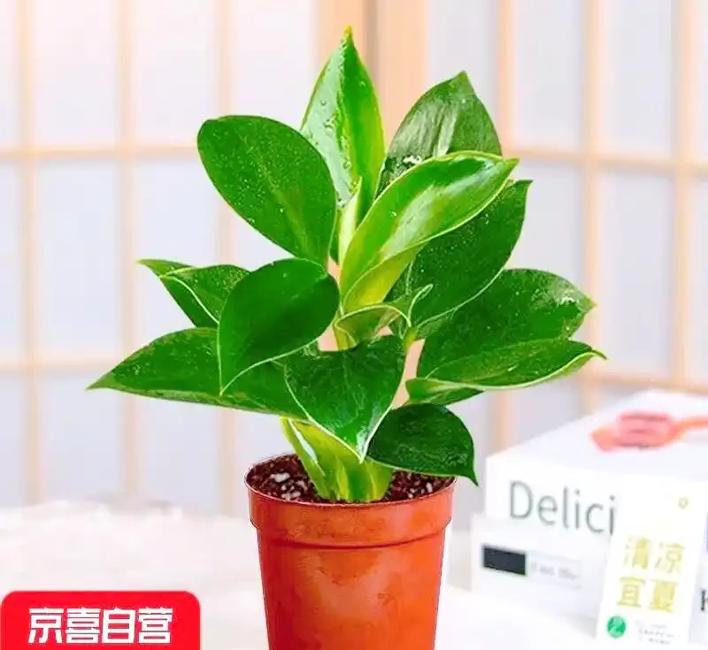 大葉金鑽:都市人生活中的綠色希望與情感寄託