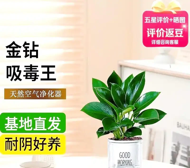 大葉金鑽:都市人生活中的綠色希望與情感寄託