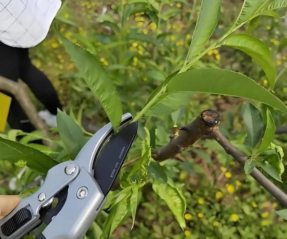 梨樹旺長不用愁,5招物理控旺法輕鬆搞定!